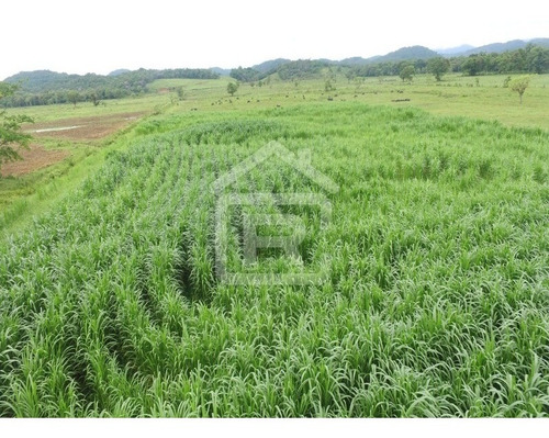 Imagem 13 de 21 de Fazenda - 229 - 70651803