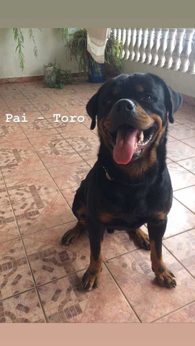 Filhote De Rottweiler Cabeça De Touro