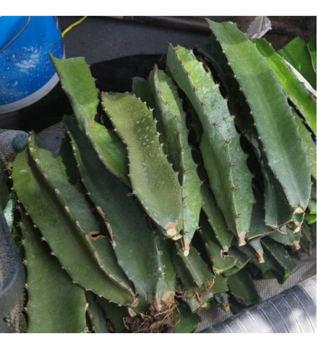 Esquejes Pitahaya 25p-fiusha 25p-blanca 25p-roja 25 Amarilla