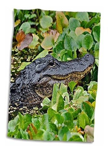 3d Rose American Alligator-corscrew Swamp Sanctuary-florida-