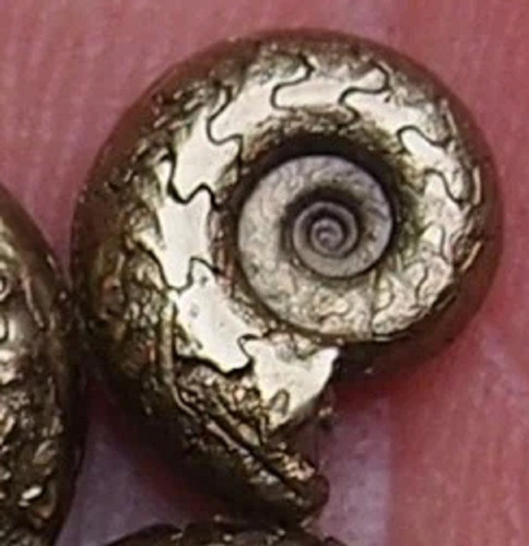 Amonita Fosil De Pirita 9 Mm Ammonite Piritizado Natural Dorado Oscuro (Usado)