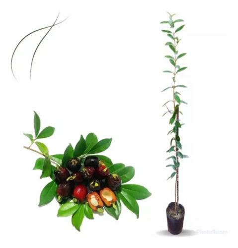 Plantin Cereza Del Misionera Altura 50 Cm Edad 2 Años