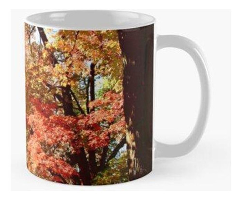 Taza Caída En El Cementerio De Beechwood Calidad Premium