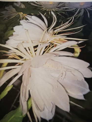 Planta Dama De Noche Epiphillum Oxipetalum (Usado)