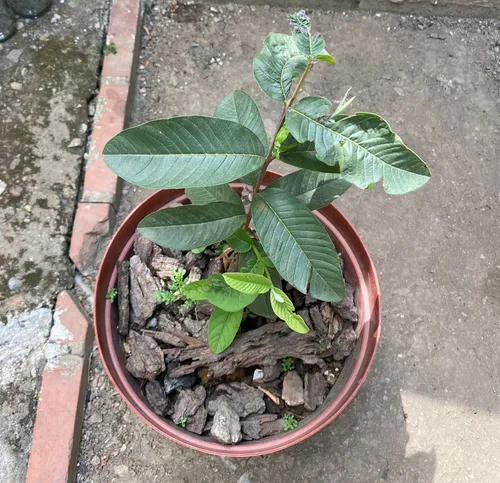 Planta O Mata De Guayaba
