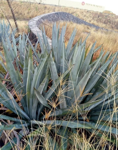 Agave Tequilana Weber, Agave Azul, 100 Semillas, Mp