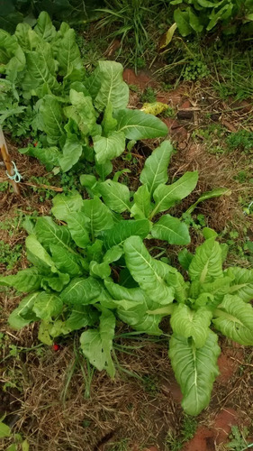 Semillas Para Tu Primera Huerta