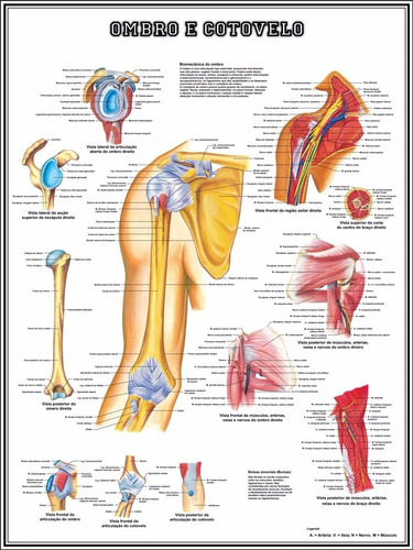 Poster Ombro E Cotovelo 65x100cm Foto Decoração Enfermagem