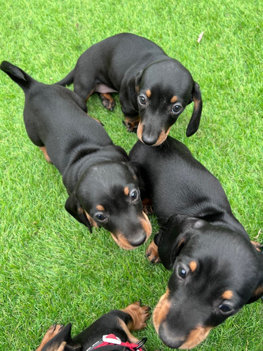 Cachorros Dachshtund, 3h Y 1m, Desparasitados 1,5 Meses,