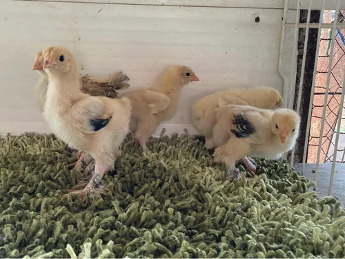Pollitos Brahma Línea Turka