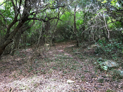 Chacras De 5 Has En Aiguá, Sobre Ruta 39, Km 60