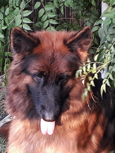 Imagen 2 de 7 de Cachorros Ovejeros Pastor Alemán Pelo Largo Hermosos Reserva