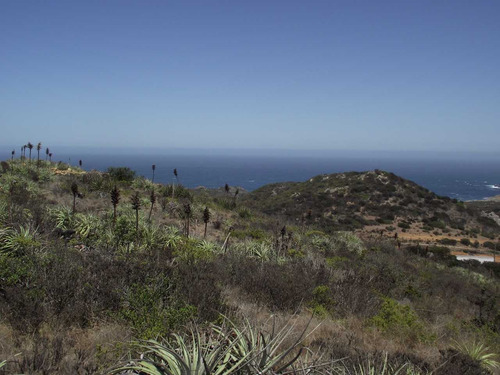 Oportundiad Venta Parcela,los Molles. (91383)