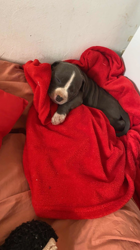 Imagem 2 de 5 de Vendo Filhote De American Stafforshire Fêmea