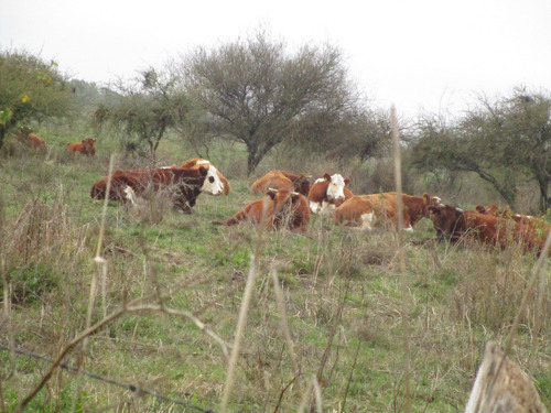 Propiedad Agrícola De Riego Con Derechos De Aguas Río Ñuble