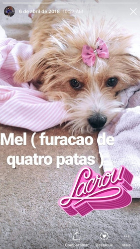 Imagem 1 de 1 de Filhote Shitz