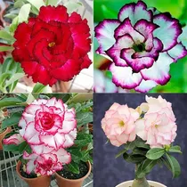 Comprar 30 Semillas Mixtas De Adenium Obesum Rosa Del Desierto Flor