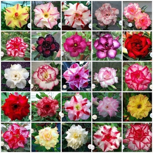 Kit 20 Sementes Rosas Do Deserto Mix Para Mudas Em Jardim