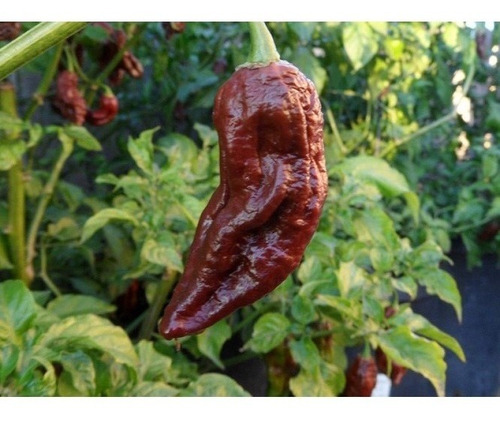 Imagem 2 de 3 de Sementes De Pimenta Nuclear Bhut Jolokia Chocolate