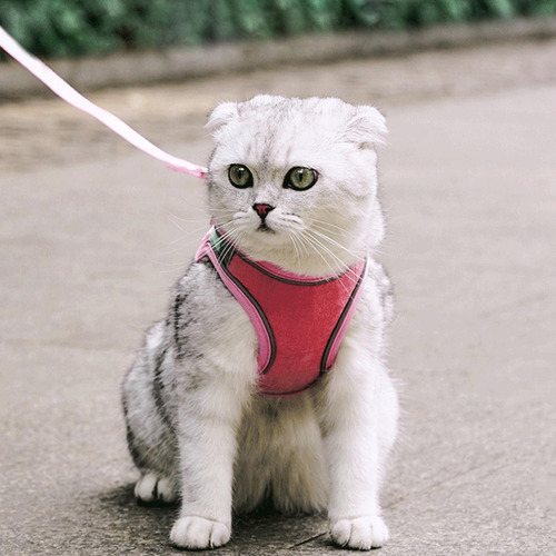 (a02) Arneses Para Gatos Pequeños, Arnés Para Gatos Pequeños
