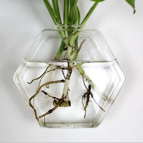 Maceta De Planta De Agua Hexágono 17cm