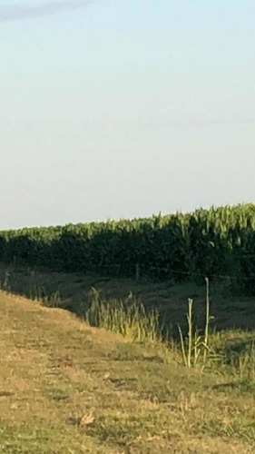 Imagen 5 de 8 de 932 Hectareas. ( A 30 Km Noetinger. Cba)
