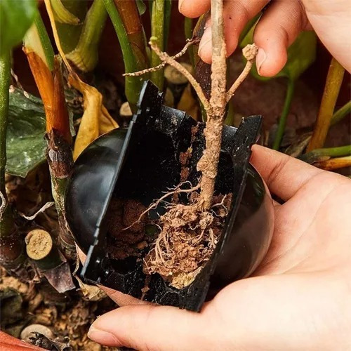 20un Esfera Rooter Clonar Planta Alporquia Bola Enraizadora