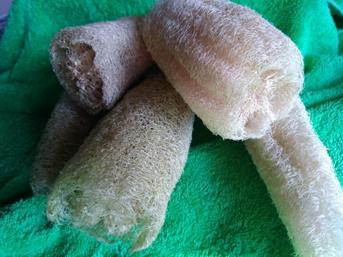 Imagen 5 de 7 de 100 Semillas De Luffa (orgánicas)