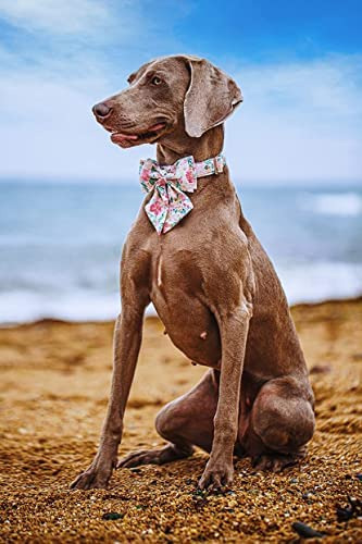 Lionet Paws Collar Para Perro Con Pajarita - Collares Ajusta