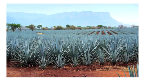 Pack De 12 Tequila Antigua Cruz Añejo 100% 750 Ml