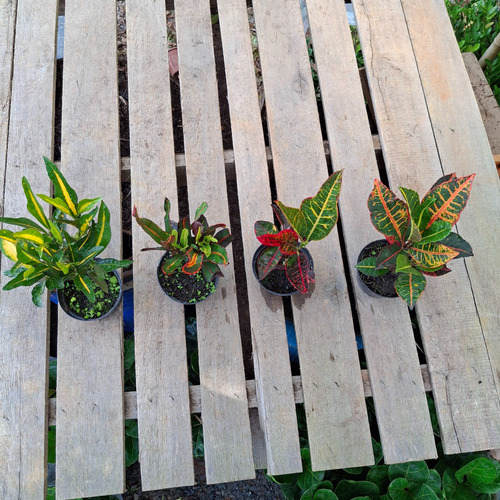 Kit Com 4 Crotons Sendo, 1 Gold 1 Gingua 1 Excelent 1 Petra