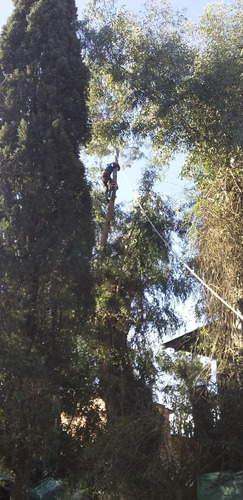 Imagen 4 de 5 de Podas En Altura Extraccióne (los Amigos)