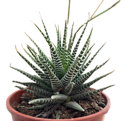 Haworthia Fasciata -fácil Mantenimiento Y Apariencia Exótica