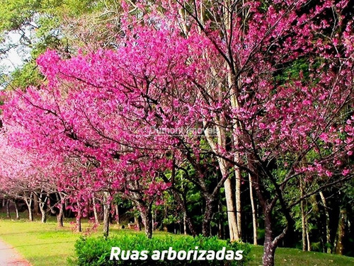 Imagem 5 de 14 de Terreno Plano Em Condomínio De Alto Padrão Ibiúna . Cód 213.