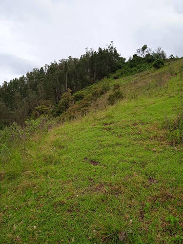 Imagen 7 de 8 de Finca En Mesa De Aura De 08 Hectáreas