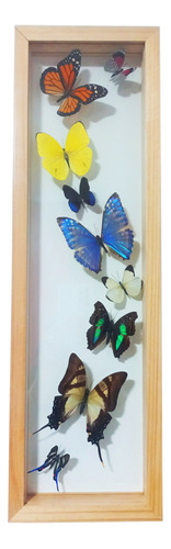 Cuadro Decorativo De Mariposas Exóticas Disecadas Taxidermia