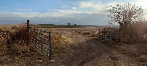 Imagen 14 de 17 de Campo 250 Hs 175 Laborables A 39 Km De Jesús María