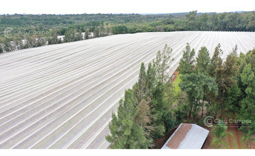 Se Vende, Chacra De Arándanos, En Producción 25 Ha En San José, Apóstoles - Misiones