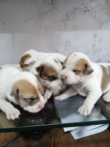 Cachorros Jack Russell (9/4/1/2/0/1/4/2/0)