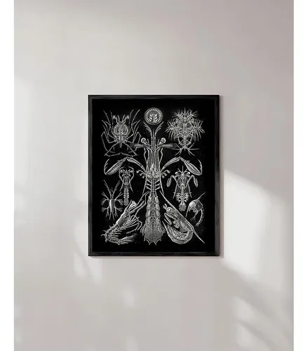 Haus Y Hues Haeckel Imprime Arte Mural Gótico - Arte Mural E