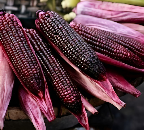 100 Semillas De Maiz Morado Elote Extra Dulce 100 Semillas