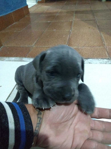 Imagem 2 de 4 de Seu Cão De Guarda Tbm Seu Melhor Amigo