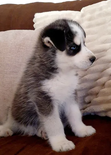 comprar Cachorro Husky Siberiano Raza Pura 