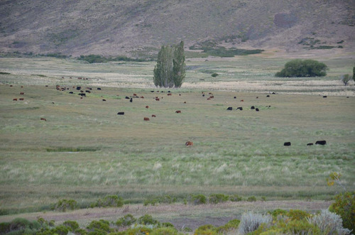 Estancia Manantiales De Collón Cura - Patagonia Argentina