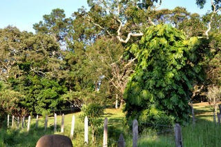 Oportunidade - Fazenda - 1104