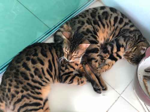 Gata Bengal Fêmea Castrada Com Pedigre