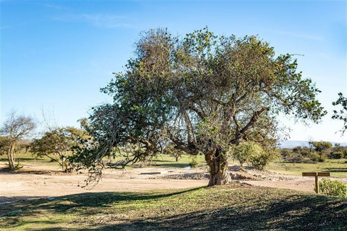 Imagen 10 de 28 de Agrícola En Venta En Zapallar