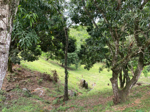 Terreno Com Pomar E Nascente