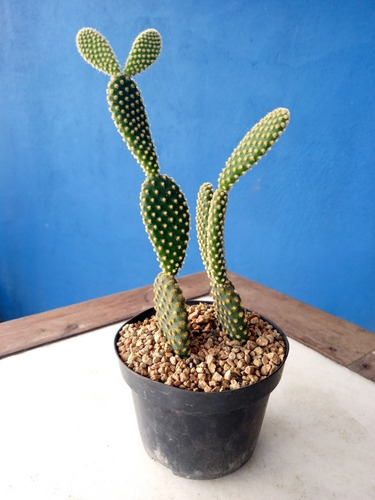 Imagem 6 de 8 de Muda Cactos Orelha-de-coelho | Opuntia Microdasys Amarelo