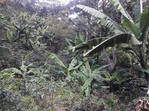 Se Vende Finca Cafetera En El Tolima